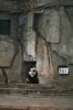 panda.jpg panda.jpg