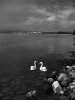 Two swans in Porsgrunn.jpg