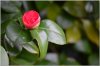 camellia bud.jpg