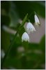 snowdrops.jpg