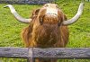 I think this Scotchman liked me..jpg