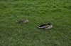 ducks sleeping.jpg