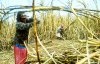 sugar cane fields.jpg sugar cane fields.jpg
