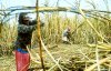 sugar cane fields.jpg