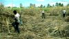 working in the sugarcane fields.jpg working in the sugarcane fields.jpg