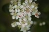 berry tree flowers 2.jpg