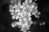 berry tree flowers 2bw.jpg