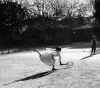 jacqueshenrilartigue62.gif