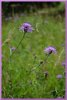 thistles.JPG