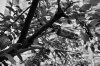 Grows On Trees.jpg