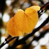 cropped leaf_ed.jpg cropped leaf_ed.jpg