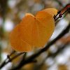 cropped leaf.jpg cropped leaf.jpg