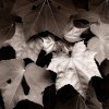 leaves_nippon24_mono.jpg