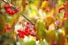 Berries_softfocus.jpg