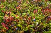 Blueberry fields, a mouths delight._IGP0940.jpg