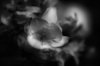 Dark Freesia 2 12.jpg