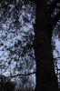 Trees.jpg Trees.jpg
