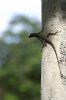 an iguana climbing the tree.jpg