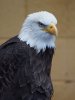 Bald Eagle 40-150.jpg