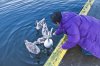 Shirl feeding the swans.jpg