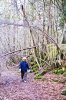 shirl in the woods.jpg shirl in the woods.jpg
