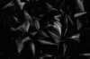 dark leaves 1a.jpg