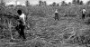 working in the sugarcane fields.jpg