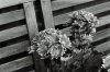 Flowers5.jpg