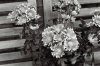 Flowers4.jpg