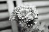 Flowers1.jpg