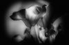 IMG_0648-Edit-3.jpg