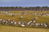 One swan and a heck of a lot of cranes.jpg