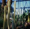 cacti.jpg cacti.jpg
