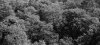 Roslyn Trees 2.jpg Roslyn Trees 2.jpg