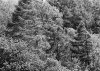 Trees Roslin Glen.jpg Trees Roslin Glen.jpg