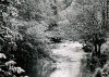Roslin Glen.jpg Roslin Glen.jpg
