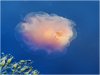 jellyfish_IDL0087.jpg