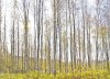 birches_ID20105.jpg