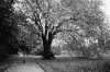 park scene.jpg park scene.jpg