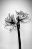 Lilly Black and White.jpg