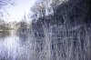 reeds2.jpg