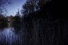 reeds3.jpg