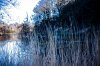 reeds1-HDR.jpg