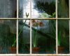 Plants at window.jpg Plants at window.jpg