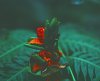 red plant.jpg red plant.jpg