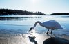 Swanhild 2.jpg Swanhild 2.jpg