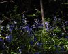 bluebells.jpg