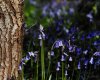 bluebells 2.jpg