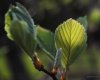 green leaf.jpg green leaf.jpg
