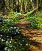 wood anemone.jpg